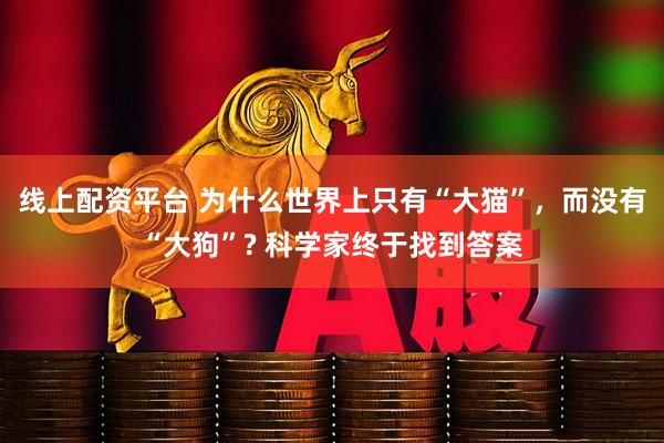 线上配资平台 为什么世界上只有“大猫”，而没有“大狗”? 科学家终于找到答案